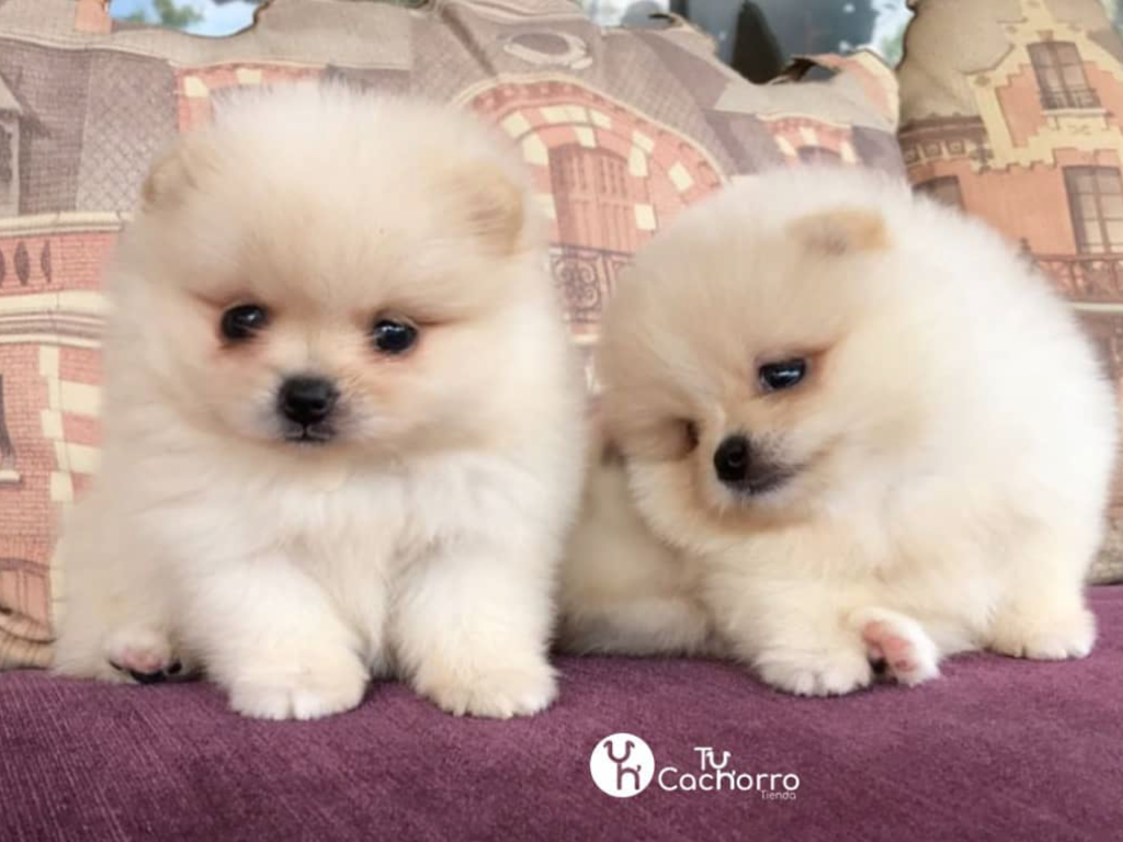 Cachorro_Pomerania_exotico8