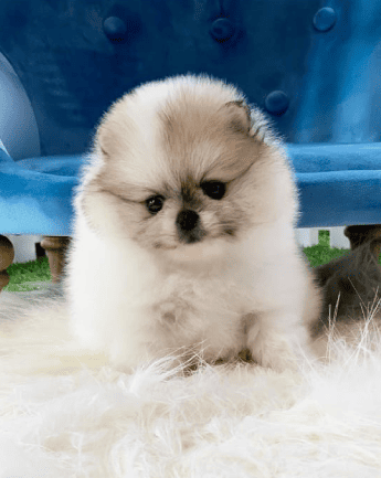 Cachorro_Pomerania_exotico2
