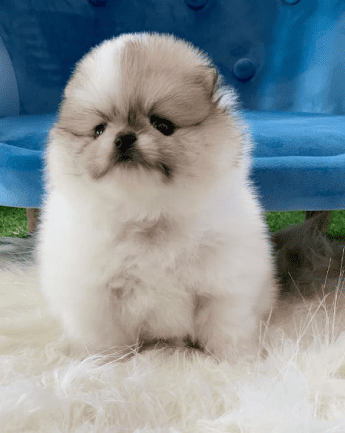 Cachorro_Pomerania_exotico