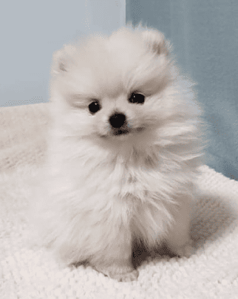 Cachorro_Pomerania_exotico6