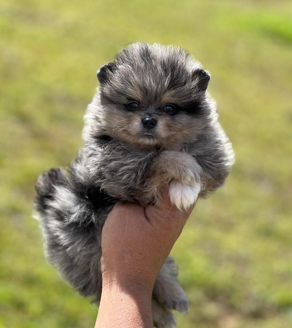Cachorro_Pomerania_exotico