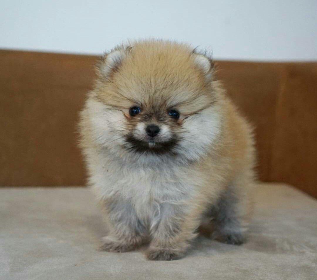 Cachorro_Pomerania_exotico