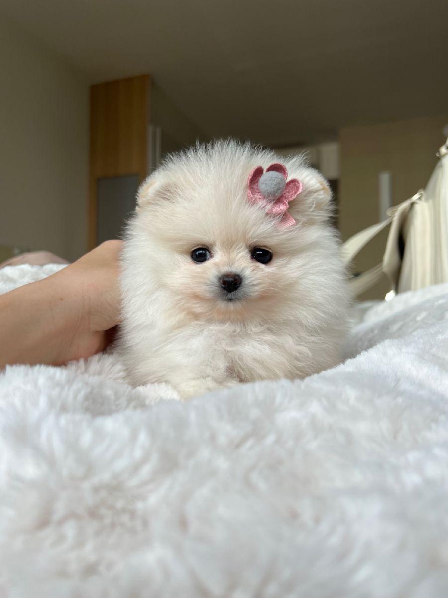 Cachorro_Pomerania_exotico