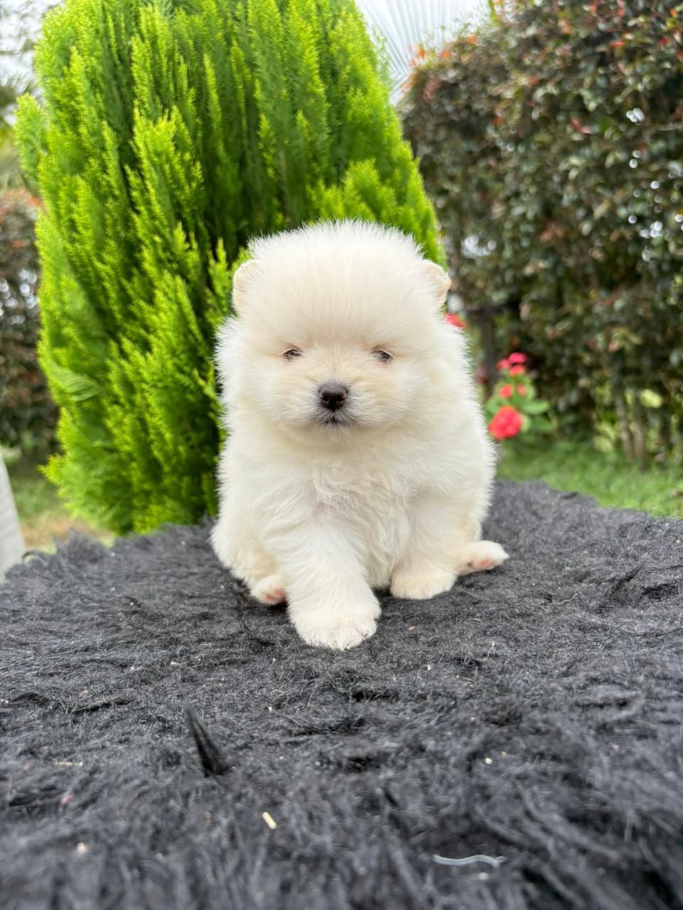 Cachorro_Pomerania_exotico