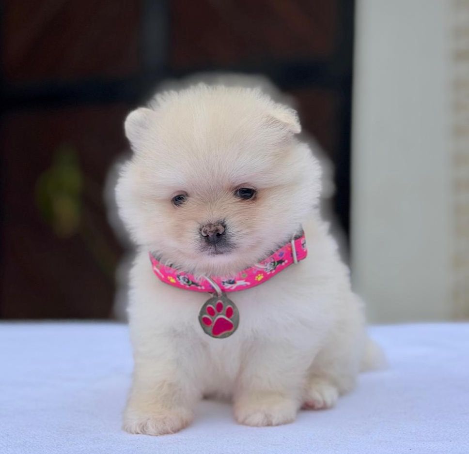 Cachorro_pomerania_exotico