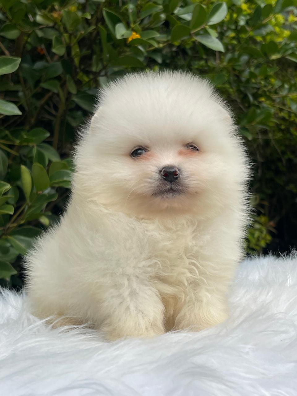 Cachorro_Pomerania_exotico
