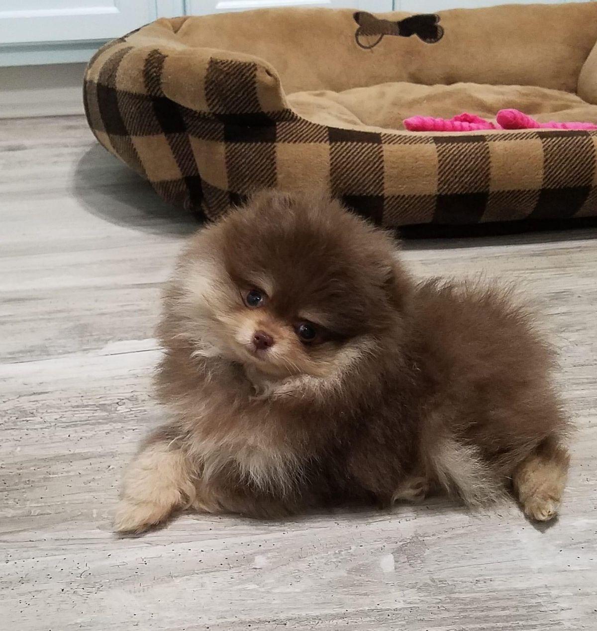 Cachorro_Pomerania_exotico