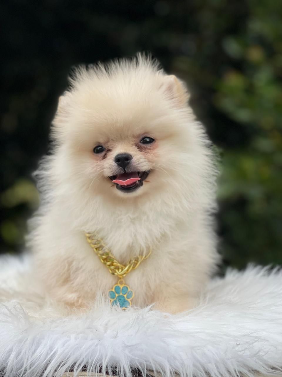 Cachorro_Pomerania_exotico