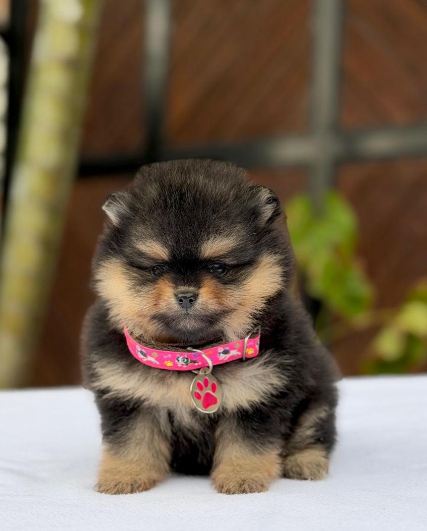 Cachorro_pomerania_exotico