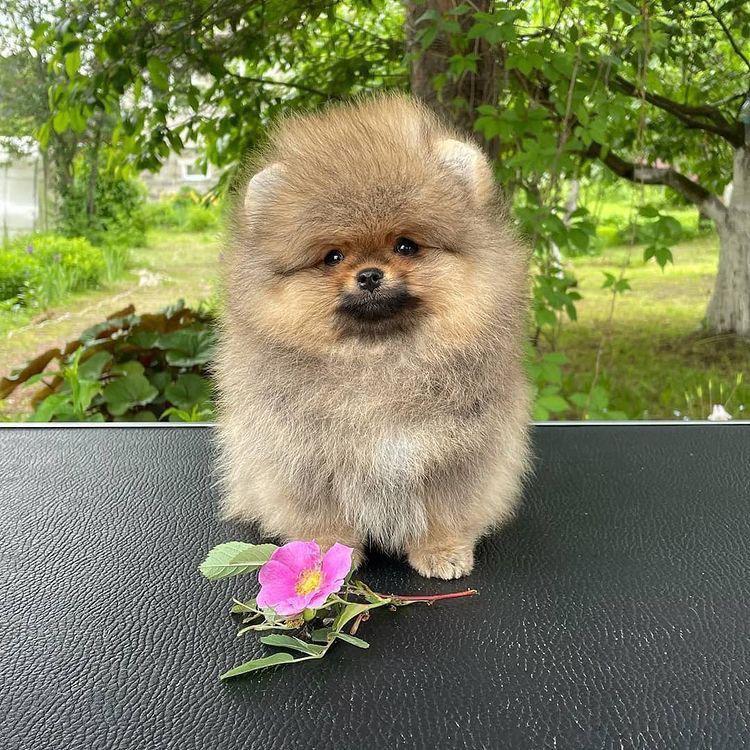 Cachorro_Pomerania_exotico
