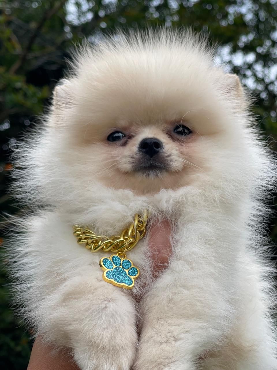 Cachorro_Pomerania_exotico